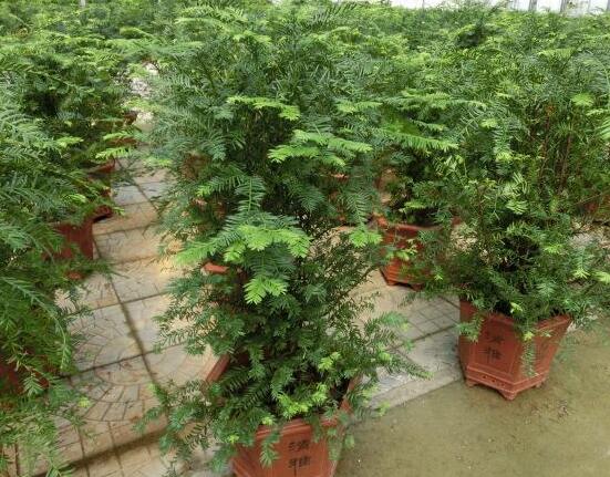 紅豆杉可以種庭院?jiǎn)?，可?幸福安康，家庭和睦