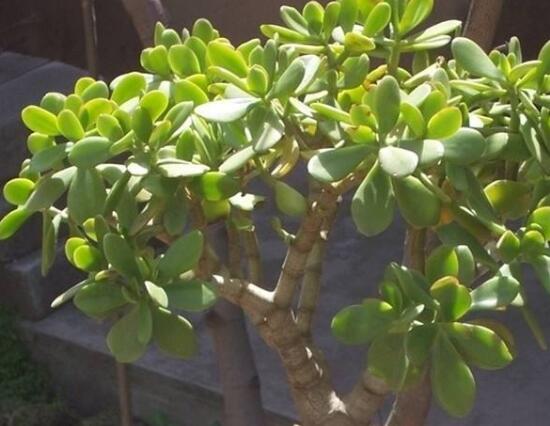 玉樹葉子發(fā)軟怎么辦，三種原因以及解決辦法