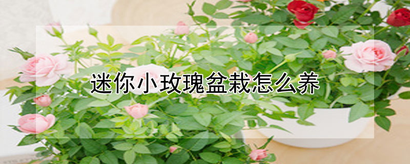 迷你小玫瑰盆栽怎么養(yǎng)
