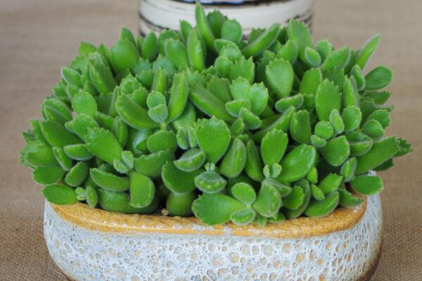 熊童子澆水方法，不同的季節(jié)有不同的要點