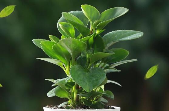 碧玉花葉子發(fā)黑怎么辦，四種原因以及解決辦法