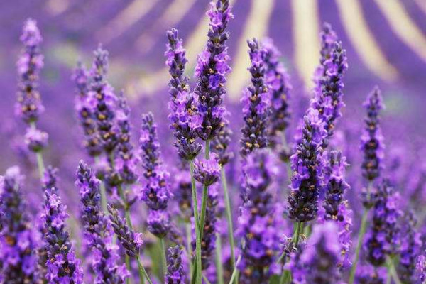 薰衣草冬天會(huì)被凍死嗎