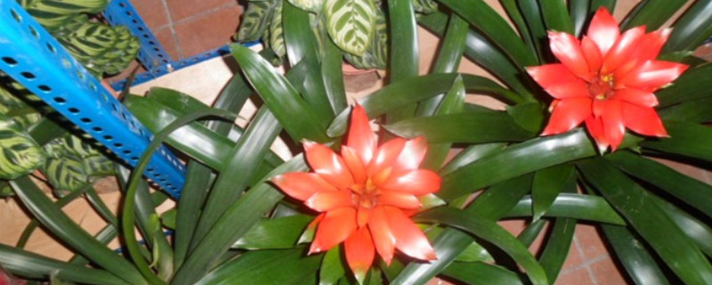 鴻運(yùn)當(dāng)頭葉子卷起來(lái)是什么原因