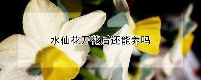 水仙花開花后還能養(yǎng)嗎