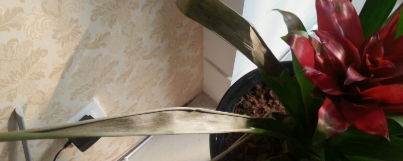 鴻運(yùn)當(dāng)頭葉子枯萎了怎么辦