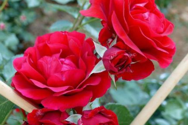 薔薇花為什么會粉變白