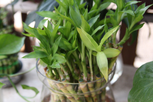 養(yǎng)富貴竹妙招，水培養(yǎng)殖的方法最棒