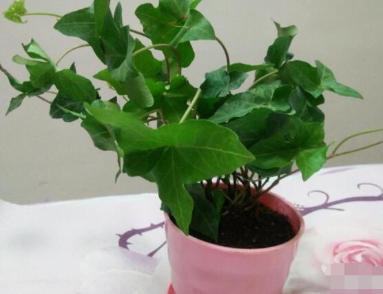 常春藤葉片干枯怎么救，老農(nóng)總結(jié)三種最有效解決辦法