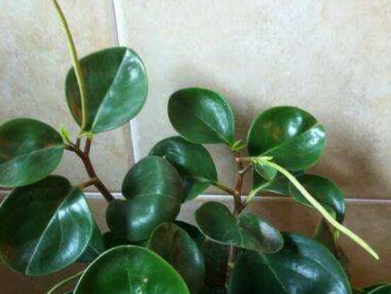 小碧玉怎么養(yǎng)，教你七種簡單易學(xué)基本方法