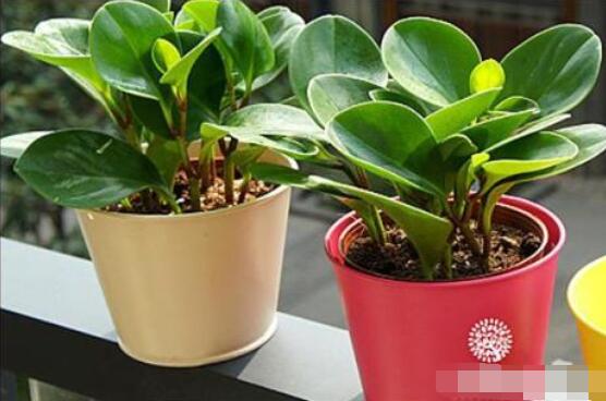 紫邊碧玉的作用以及花語(yǔ)，凈化空氣、活血止痛、跌打損傷