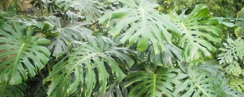 龜背竹葉子邊緣發(fā)黃怎么辦