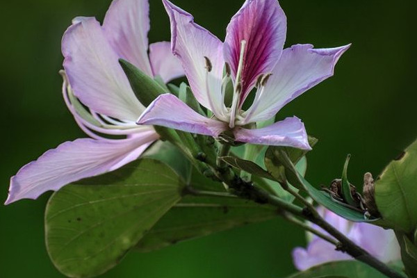 紫荊種植什么時(shí)候剪枝