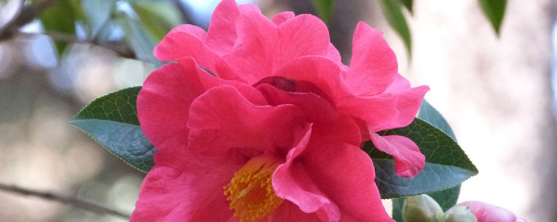 茶花春天什么時候換盆