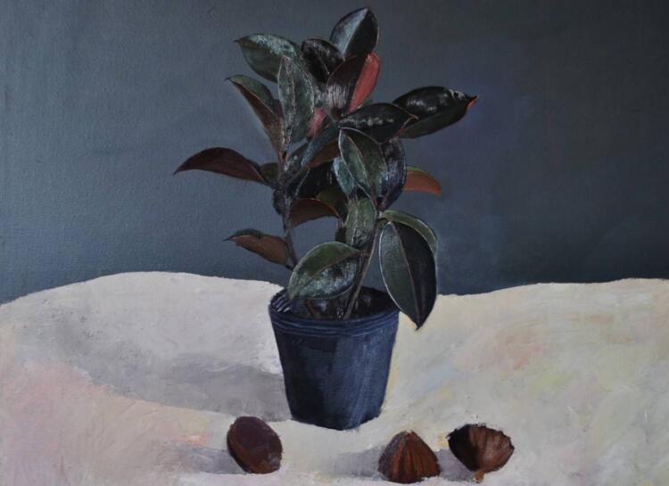 橡皮樹落葉子怎么回事，中自然原因和病害5種原因造成的