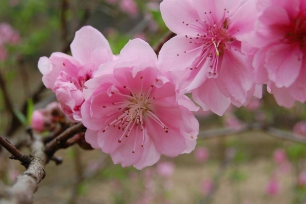 桃花好養(yǎng)嗎