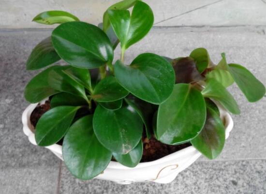 碧玉葉子發(fā)黃怎么辦，教你五步讓它重新恢復生機