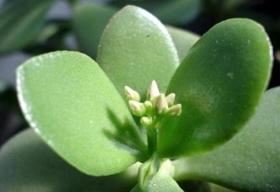 燕子掌的修剪方法，保留主枝反復(fù)摘心(春秋生長期)