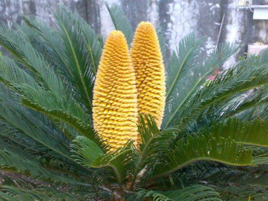 鐵樹(shù)開(kāi)花好不好，象征著幸福、吉祥、富貴