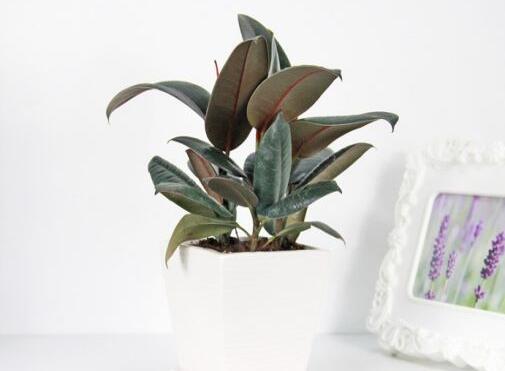 橡皮樹的副作用，對(duì)人體沒有特別大的傷害