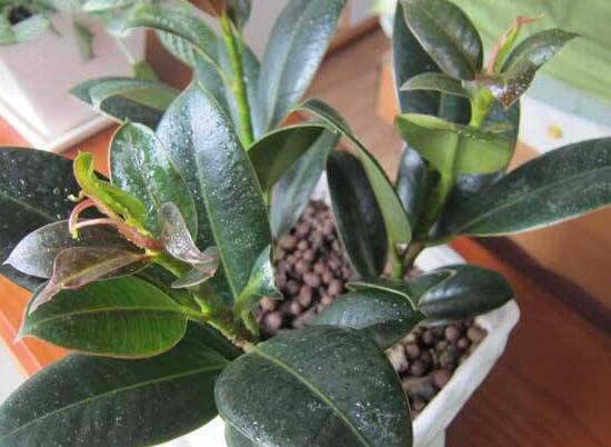 橡皮樹的扦插方法，做好四大步驟成活率百分百