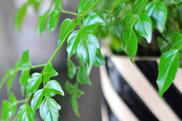 平安樹用什么肥料好，枝繁葉茂氮磷鉀肥