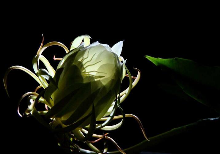 曇花象征著什么意思，稍縱即逝的永恒