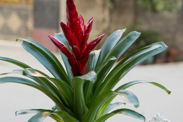 鴻運當(dāng)頭的護理方法