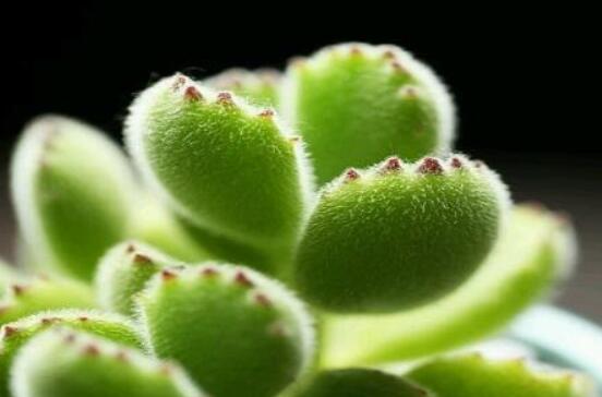 熊童子葉子發(fā)軟怎么辦，總結(jié)最實用三種解決方法