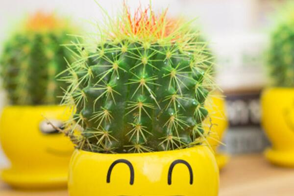 金虎仙人球變黃怎么辦，多半是澆水、溫度、光照三個(gè)方面沒(méi)做好