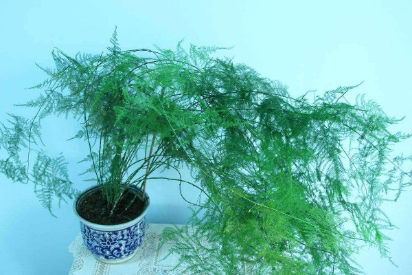 文竹為什么長(zhǎng)藤，正常生長(zhǎng)發(fā)育的過程