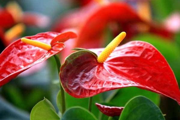 紅掌葉子發(fā)黃怎么補救，改善土質(zhì)補充光照