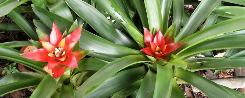 鴻運當(dāng)頭的老株怎么辦