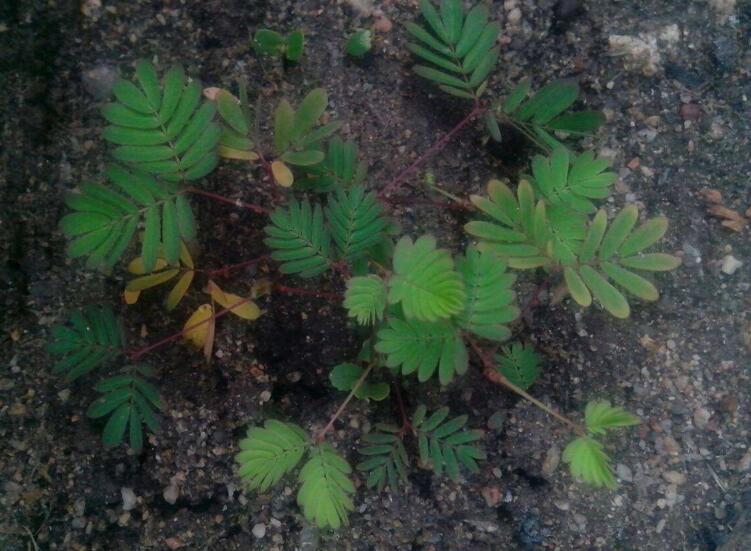 含羞草怎么養(yǎng)才活的久，要對它進行人工繁殖才行