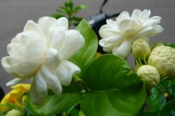 虎頭茉莉有毒嗎，沒有毒性可以方向養(yǎng)護(hù)