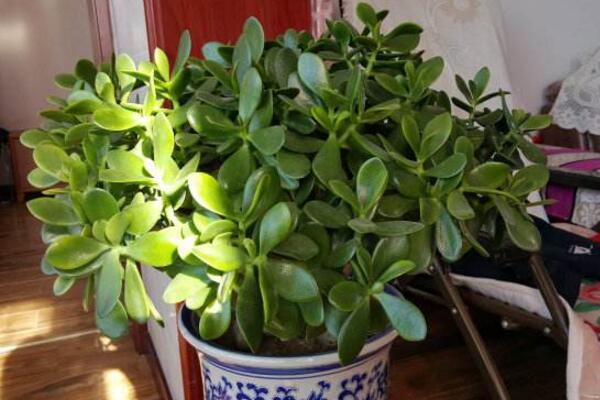 玉樹怎樣長得快，掌握5大要點