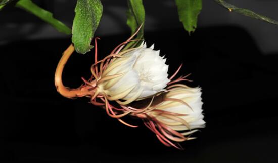 家里養(yǎng)曇花吉利嗎，好運(yùn)來(lái)臨、驚喜不斷(吉祥如意)