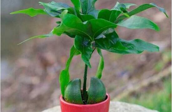 平安樹的花語，祈求平安、闔家幸福、萬事如意