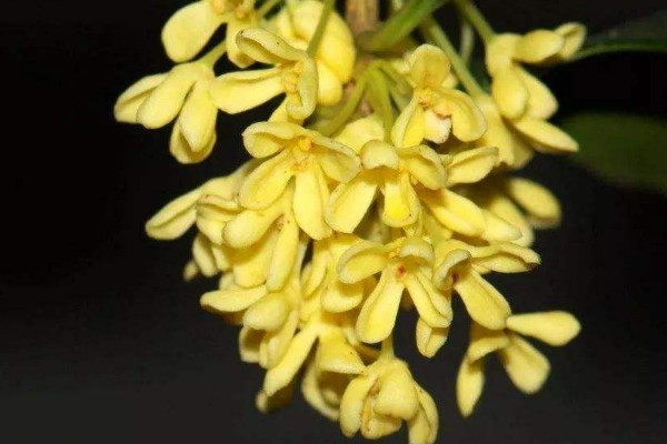 桂花什么季節(jié)開(kāi)花