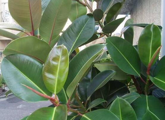 橡皮樹常見品種，盤點(diǎn)最好看的五大種類