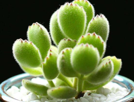 熊童子掉葉子怎么回事，三種原因以及解決方法