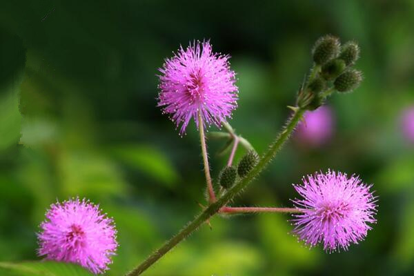 如何避免含羞草毒性，加強(qiáng)通風(fēng)且避免長期接觸