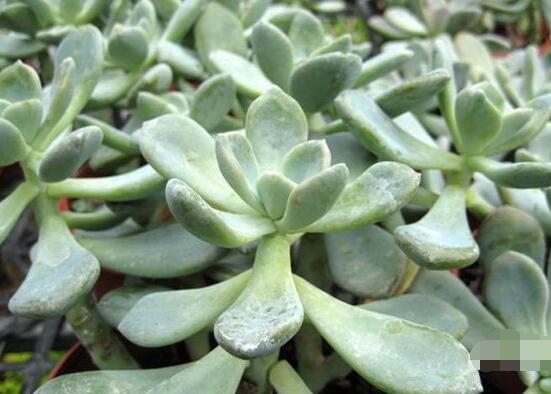 寶石花怎么養(yǎng)，老農(nóng)總結(jié)六大基本養(yǎng)殖方法