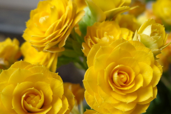 長(zhǎng)壽花葉邊發(fā)紅是怎么回事