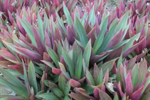 萬年青的種類，常見的有五種