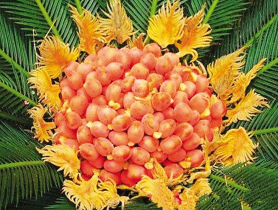 鐵樹果的功效與作用，化濕降濁、健脾和胃、去痰止咳