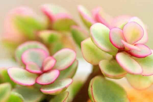 雅樂(lè)之舞養(yǎng)不出粉色，加強(qiáng)光照并補(bǔ)充養(yǎng)分