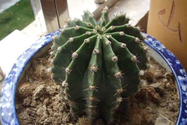 仙人球根部腐爛怎么辦，修剪處理后重新栽植