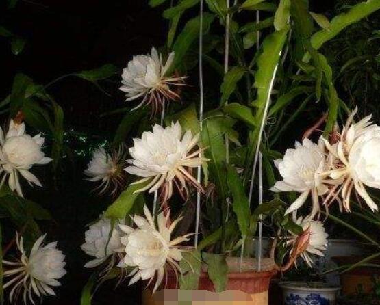 曇花怎么施肥，腐熟的有機(jī)肥為主/陰天施肥最佳