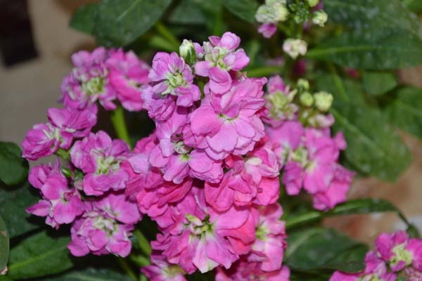 紫羅蘭的養(yǎng)殖方法和注意事項(xiàng)