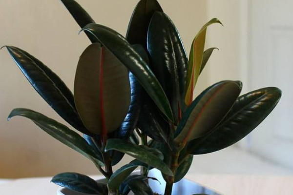 橡皮樹夏天怎么養(yǎng)